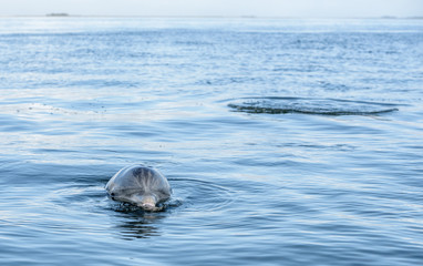 Wild Atlantic Bottlenose Dolphin Tursiops Truncatus Sticking His Head Out of the Water Looking at...