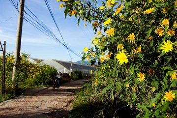 Naklejka premium Vietnamese countryside with wild sunflower bloom in yellow along street, Dalat is city for travel, with beauty landscape, beauty village, wild flower
