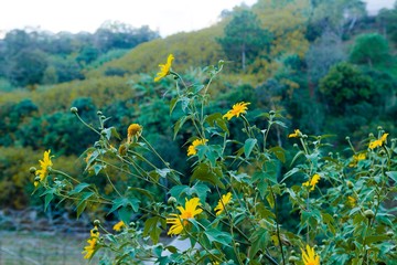 Fototapeta na wymiar Bush of wild sunflower bloom in yellow, colorful scene in Da Lat, Vietnam