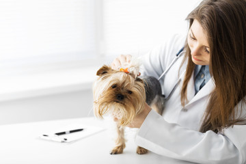 Dog in the vet office.