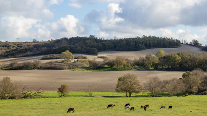 Cows grazing in pasture, grassland