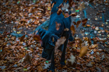 Greatdane in the forest © Ben.Photoholic