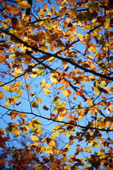 Abstract Autumn Colors