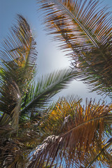 Fototapeta na wymiar Detailed view of palm trees leafs and sky, on the island of Mussulo, Luanda, Angola