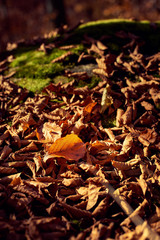 Abstract Autumn Landscape
