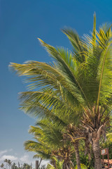 Fototapeta na wymiar Detailed view of palm tree on the island of Mussulo, Luanda, Angola