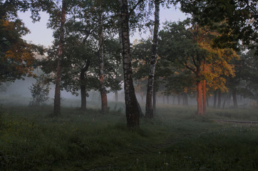 the sun's rays in the morning misty forest