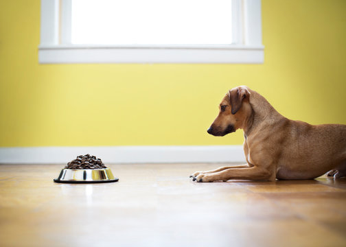 Can Dogs Have Mustard? Risks and Safe Alternatives Discover the truth about feeding mustard to dogs. Learn about the risks, safe alternatives, and how to keep your furry friend healthy. Click for more!