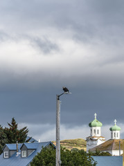 Fototapeta na wymiar Neighborhood View in Dutch Harbor Unalaska Alaska with a Bald Eagle on top of the Light Pole