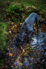 Greatdane in the forest © Ben.Photoholic