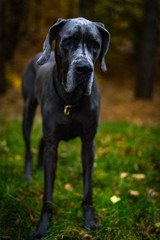 Greatdane in the forest © Ben.Photoholic