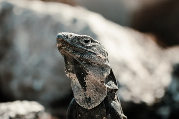 iguana on the rock