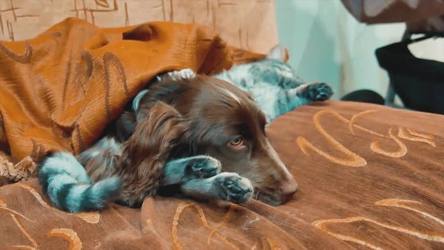 cat and a dog are sleeping together funny video. cat and dog friendship indoors. pets friendship and love lifestyle cat and dog