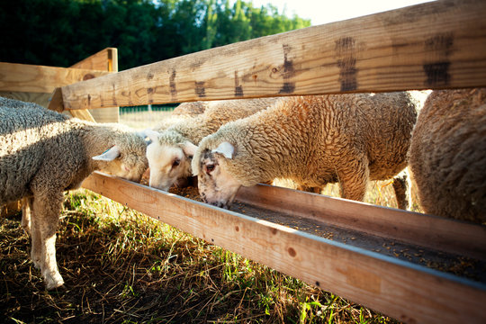 Sheep feeding in trough at farm