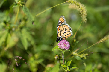 monarch butterfly on sunnyday