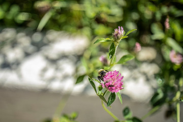 bumble bee  on summer day