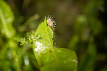 wooly bear