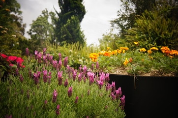 Fototapeta premium Flores