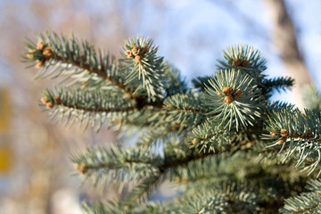 Pine tree branch. Close-up, selective focus.