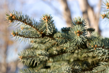 Pine tree branch. Close-up, selective focus.