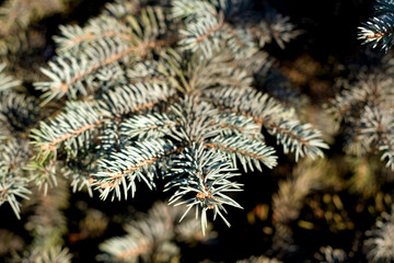 Pine tree branch. Close-up, selective focus.