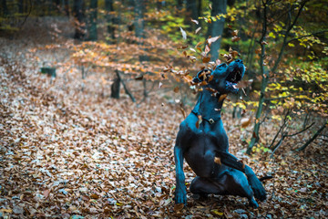 Greatdane in the forest © Ben.Photoholic