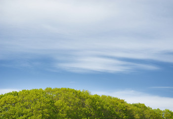 Obraz premium 木 空 雲 素材