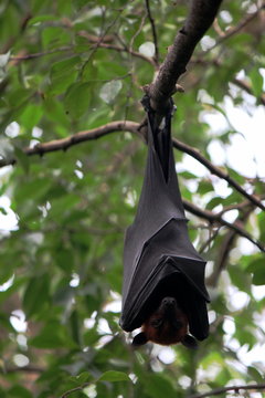 The herd of bats (Pteropus lylei) hang on the tree at Wat Pho, Chaserngsao, Thailand. Lyle's flying fox (Pteropus lylei) is a species of flying fox in the family Pteropodidae. It is found in Thailand.