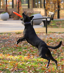 dog in the park catching a disk in flight, autumn in the park, Poland