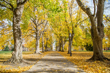 Naklejka premium Fall walk