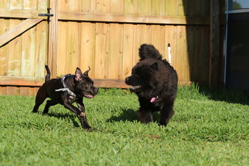 Two Black Puppy Dogs Playing, Chow and Pit Bull 