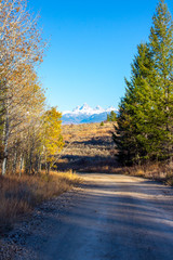 Fototapeta premium road in autumn forest
