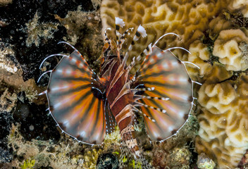 Lionfish off the coast of Bali