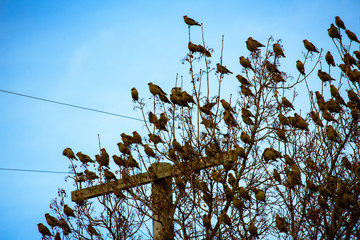 bird on power pole