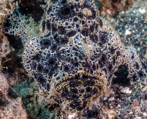 Frogfish off coast of Bali