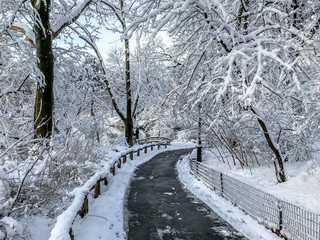 Central Park, New York City in winter