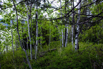 Birch thicket