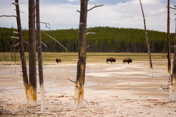 buffalo near hot spring