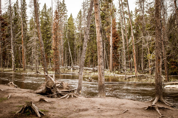 Swamp River Yellowstone National Park