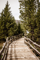 Fototapeta premium Forest Boardwalk Yellowstone