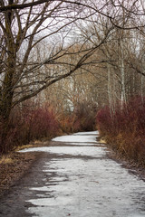 road in the forest