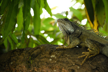 Obraz premium green iguana on tree