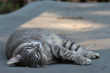 Adorable Striped Cat Laying Resting, Relaxing or sleeping 