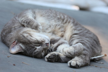 Adorable Striped Cat Laying Resting, Relaxing or sleeping 