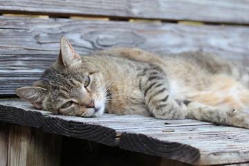 Adorable Striped Cat Laying and Resting 