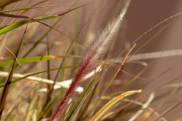 Obraz premium Isolated flowering stalk of ornamental grass macro