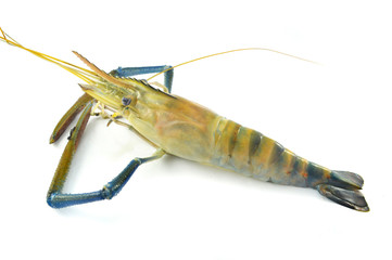 fresh shrimp isolated / raw shrimp on white background - the big blue claw shrimp or prawn (Macrobrachium rosenbergii)