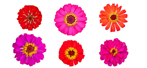 Beautiful colorful zinnia flower top view isolated on white background with clipping path.