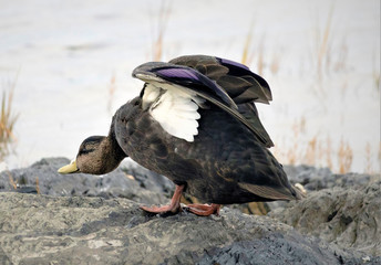 Fototapeta premium canard Colvert -Bas-du-Fleuve Rimouski