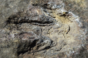 dinosaur footprint / real of ancient dinosaur footprint in mud become a rock fossil dinosaur in thailand millions of years ago